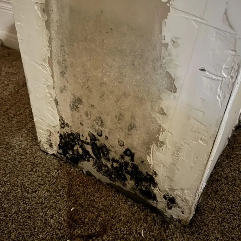 Professional Mold Removal in Lake of the Woods, IL